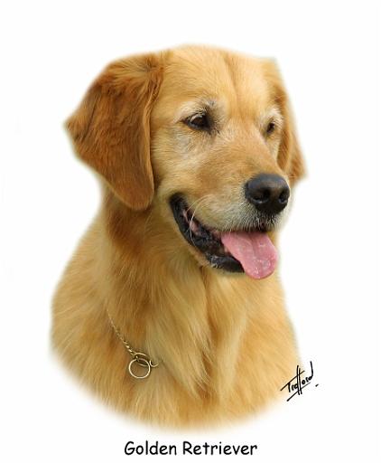 Golden Retriever 9K011D-08.jpg